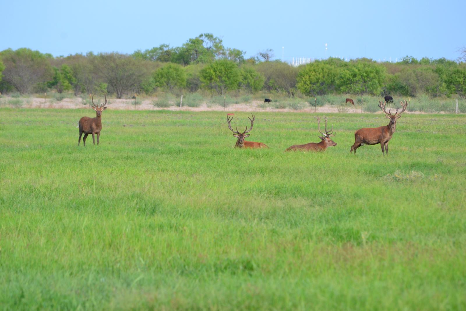 group of deer in a field
