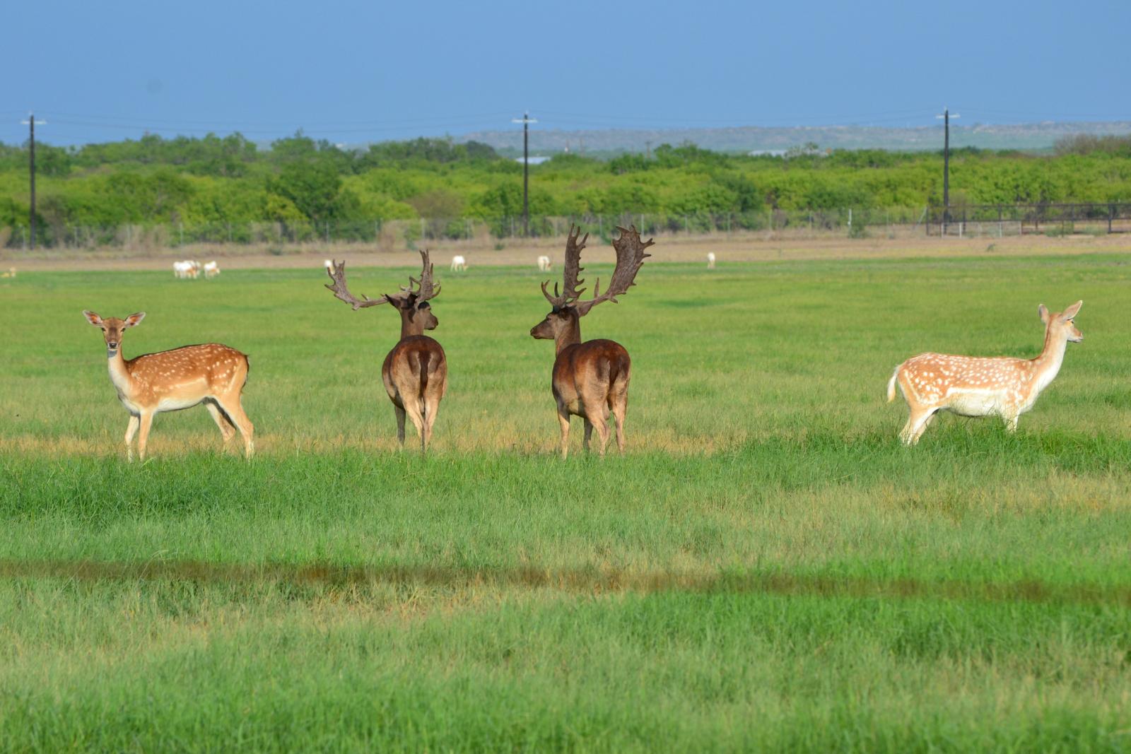 group of assorted deer with large antlers in a field