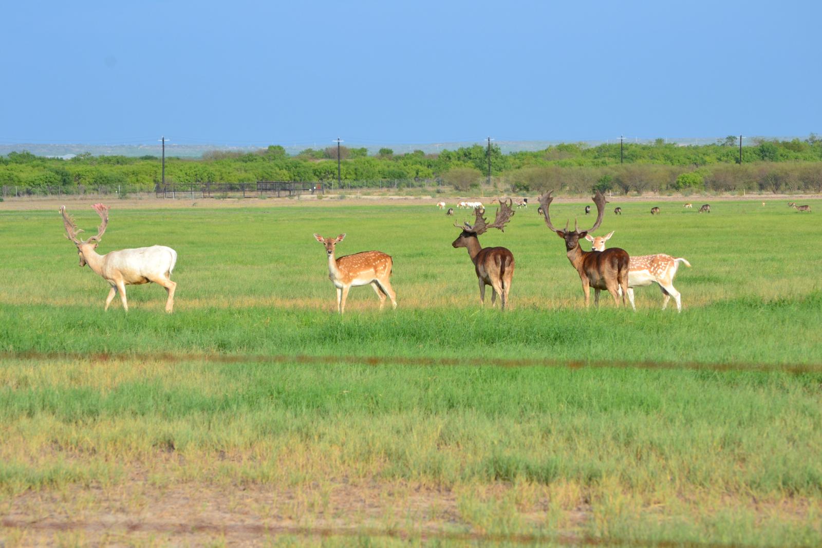 group of assorted deer in a field