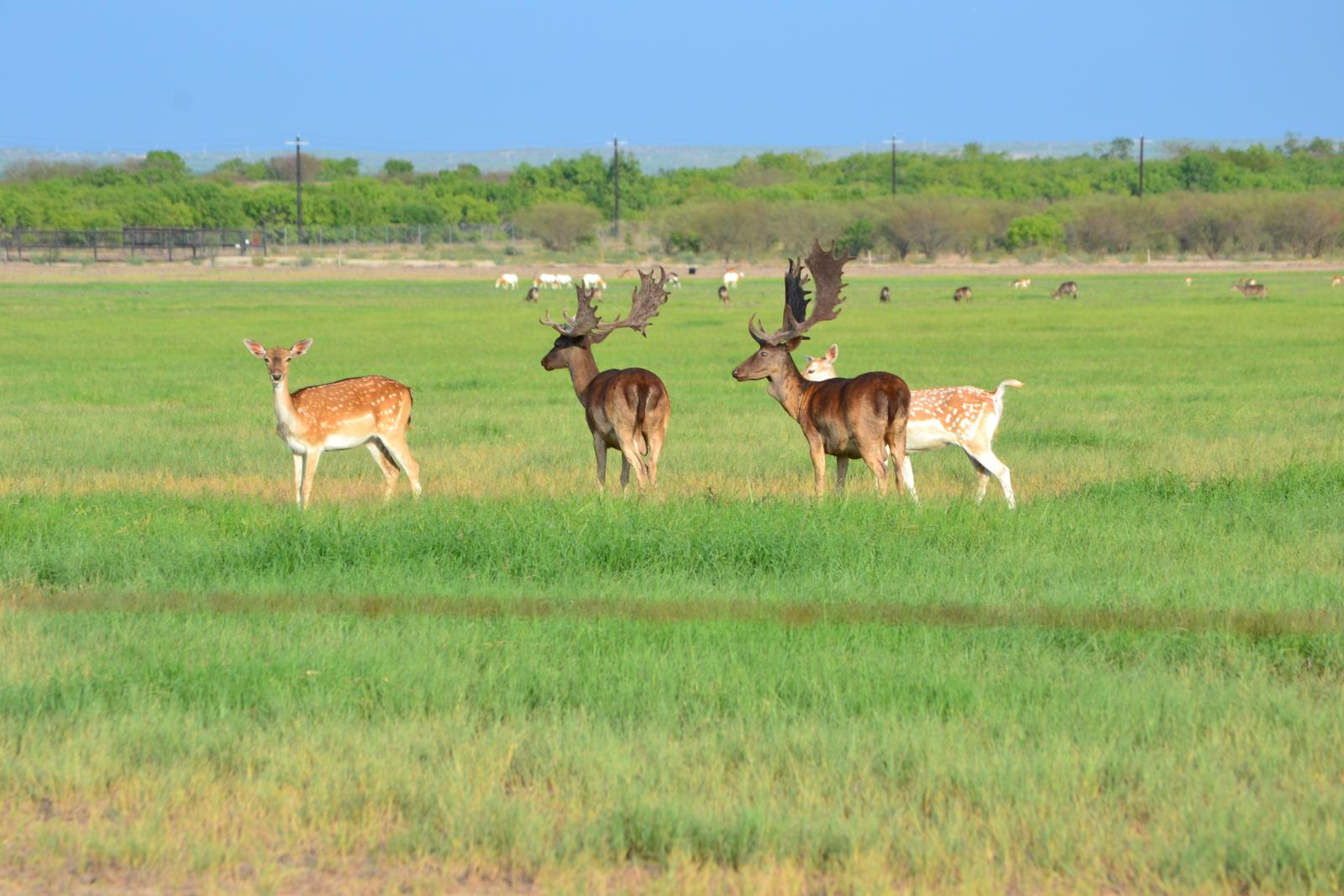 group of assorted deer in a field