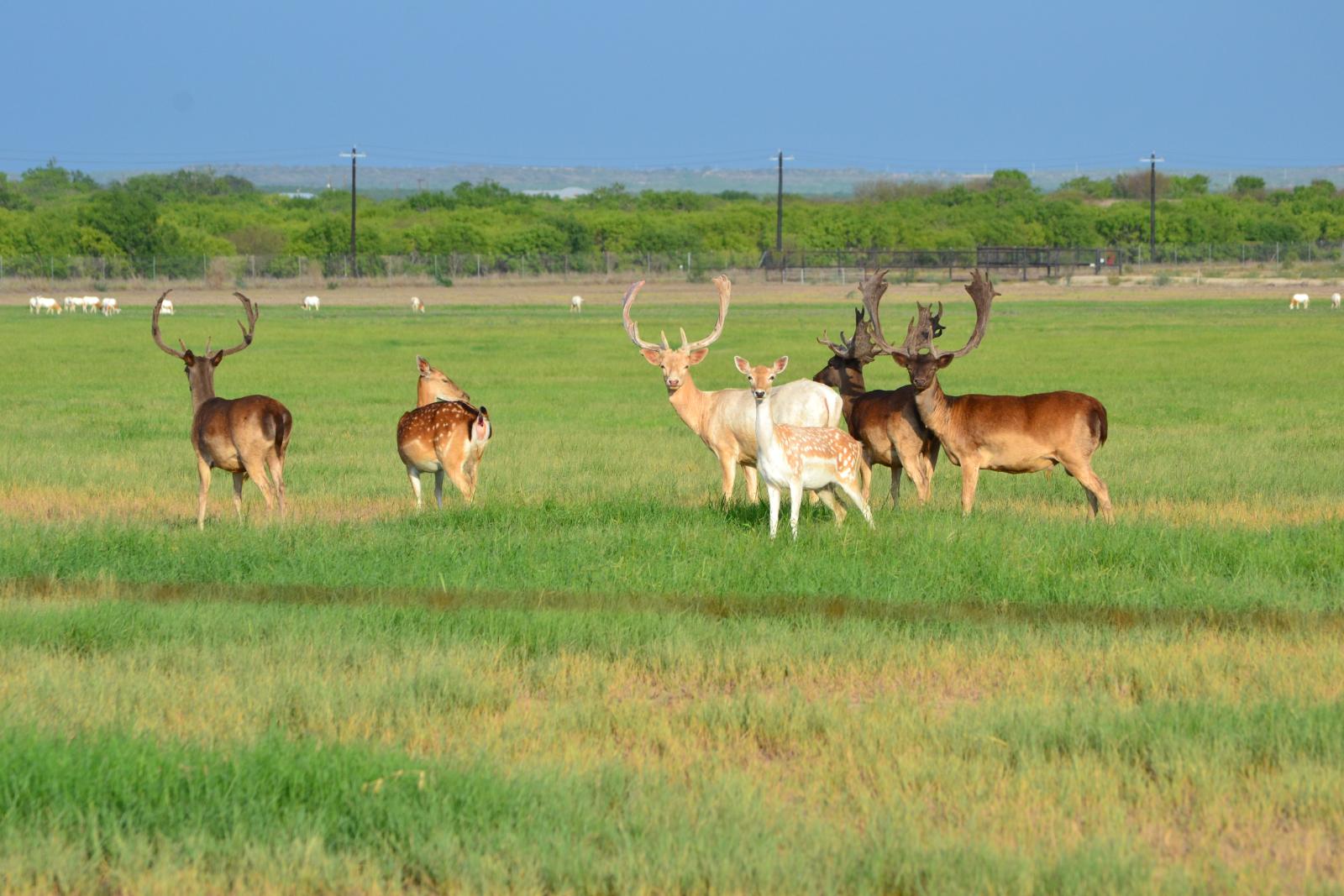 group of various wildlife in a field