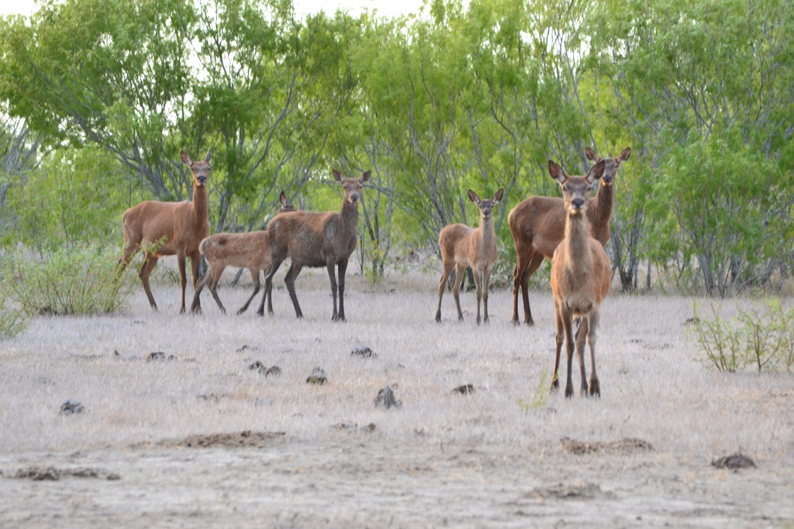 group of deer in a field