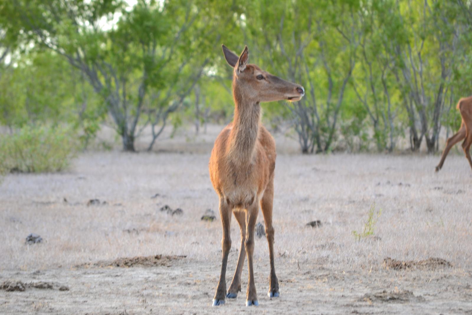 deer in a field