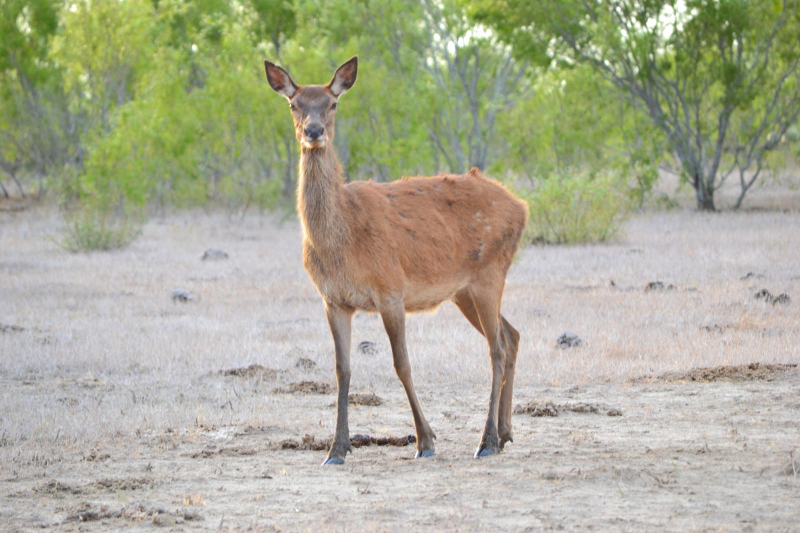 deer in a field