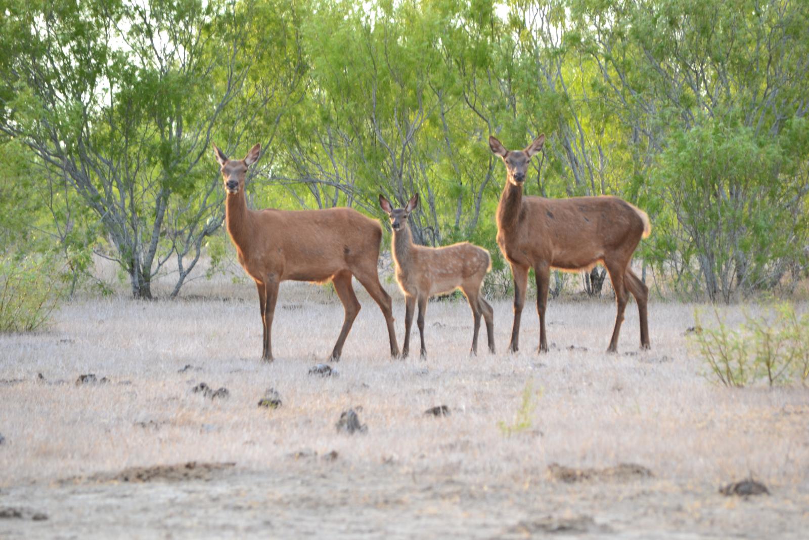 group of deer in a field