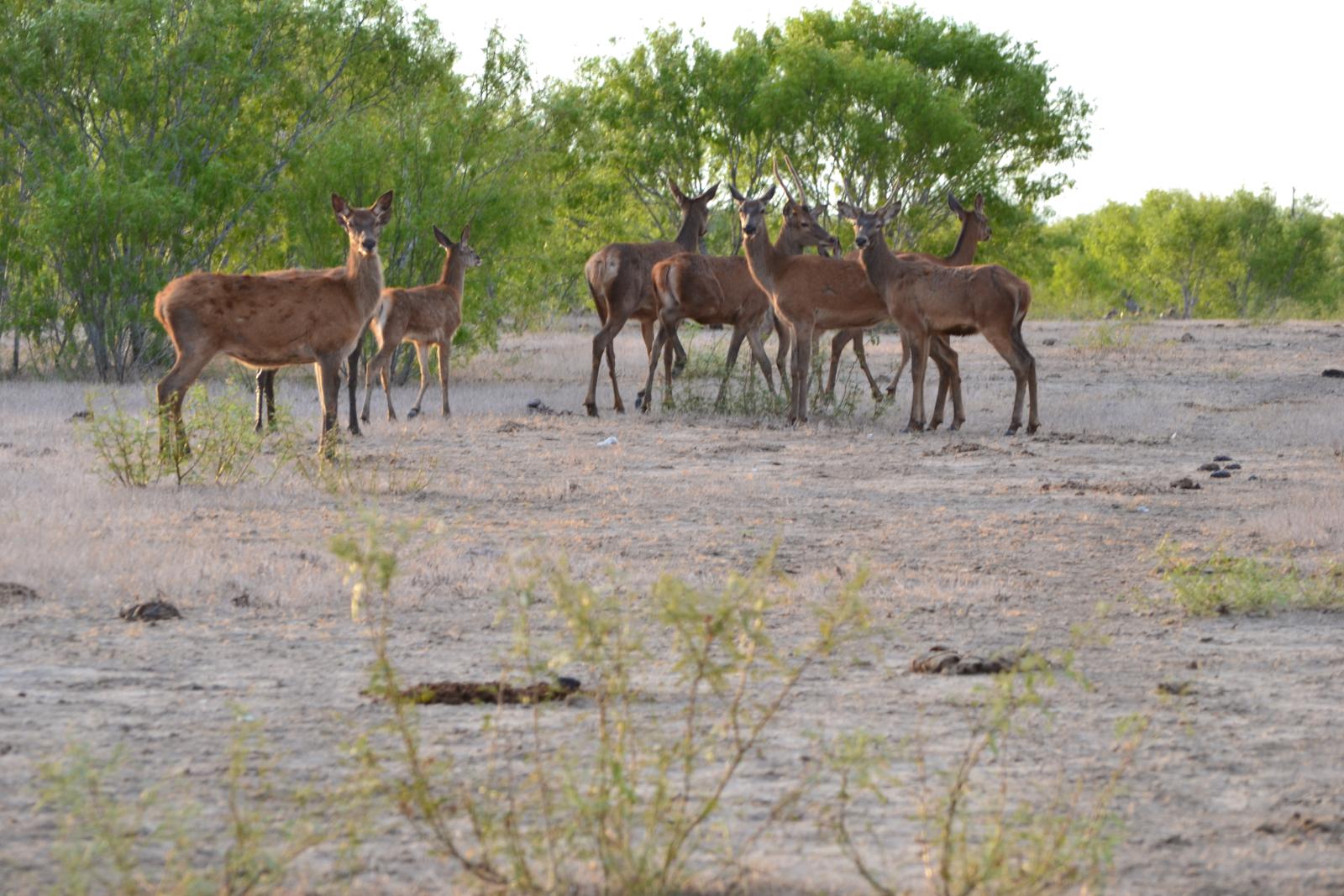 Group of deer in a field