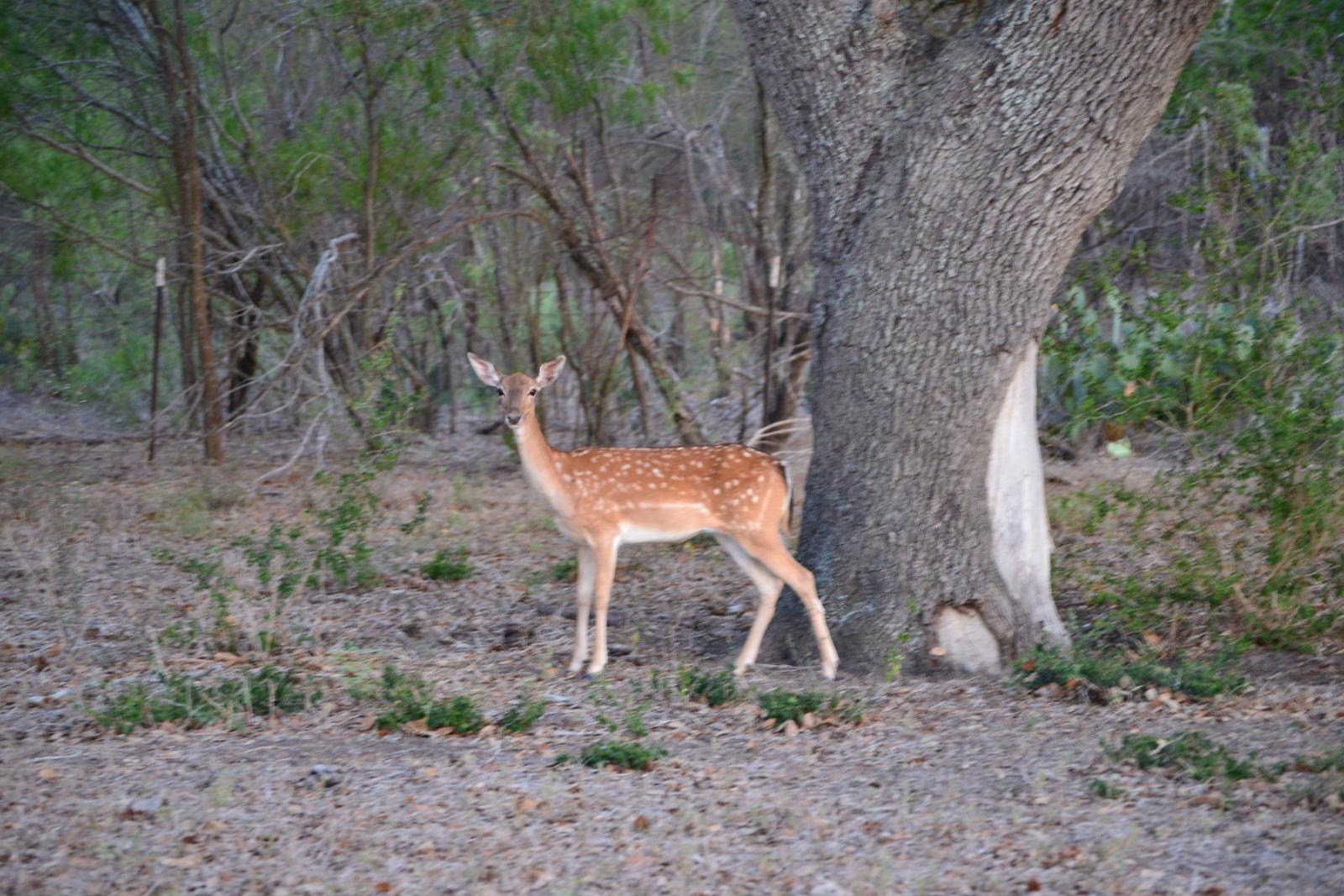 spotted deer in a forest