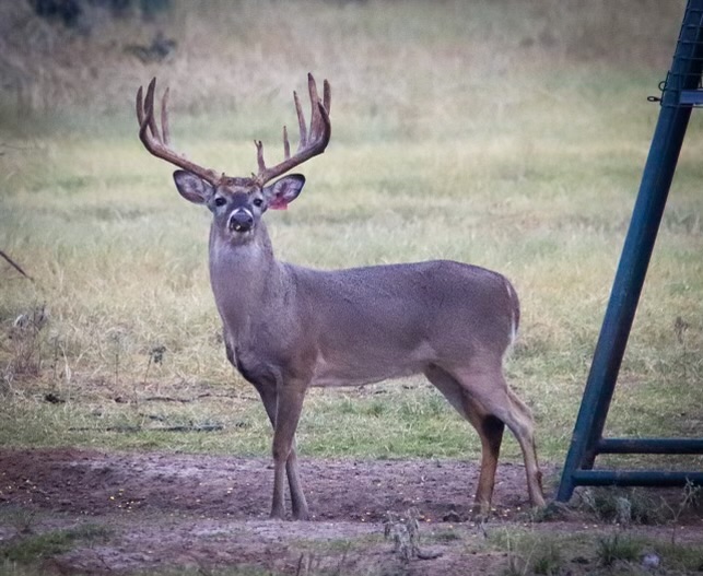 single buck standing in a grassy field