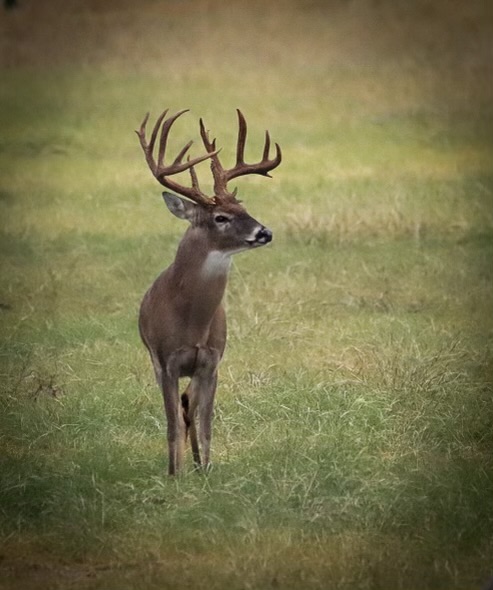 single buck standing in a grassy field