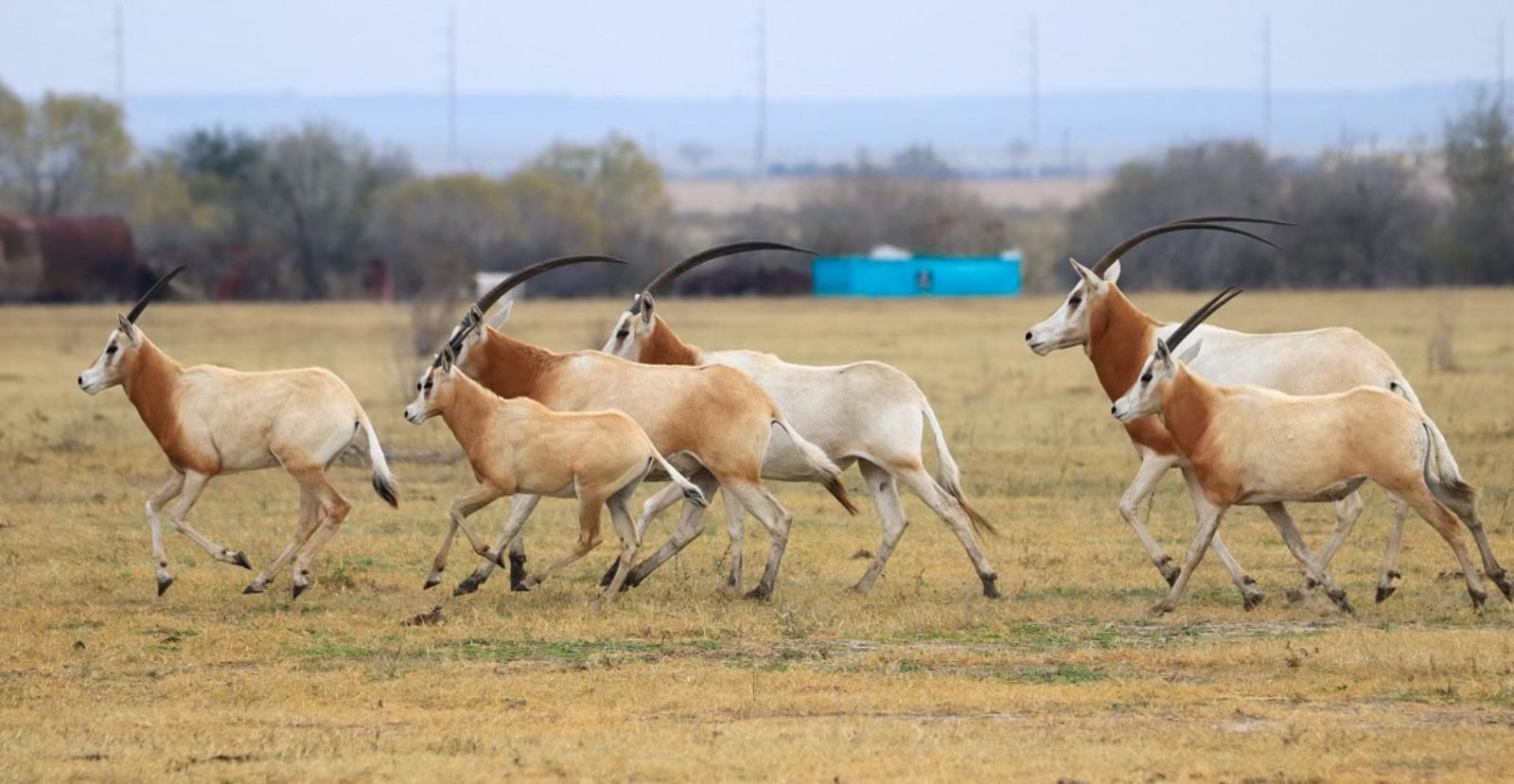 group of exotic wildlife with curved horns running in a field