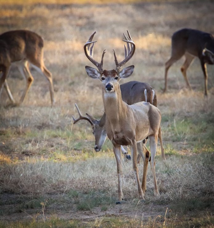 buck with antlers looking at camera