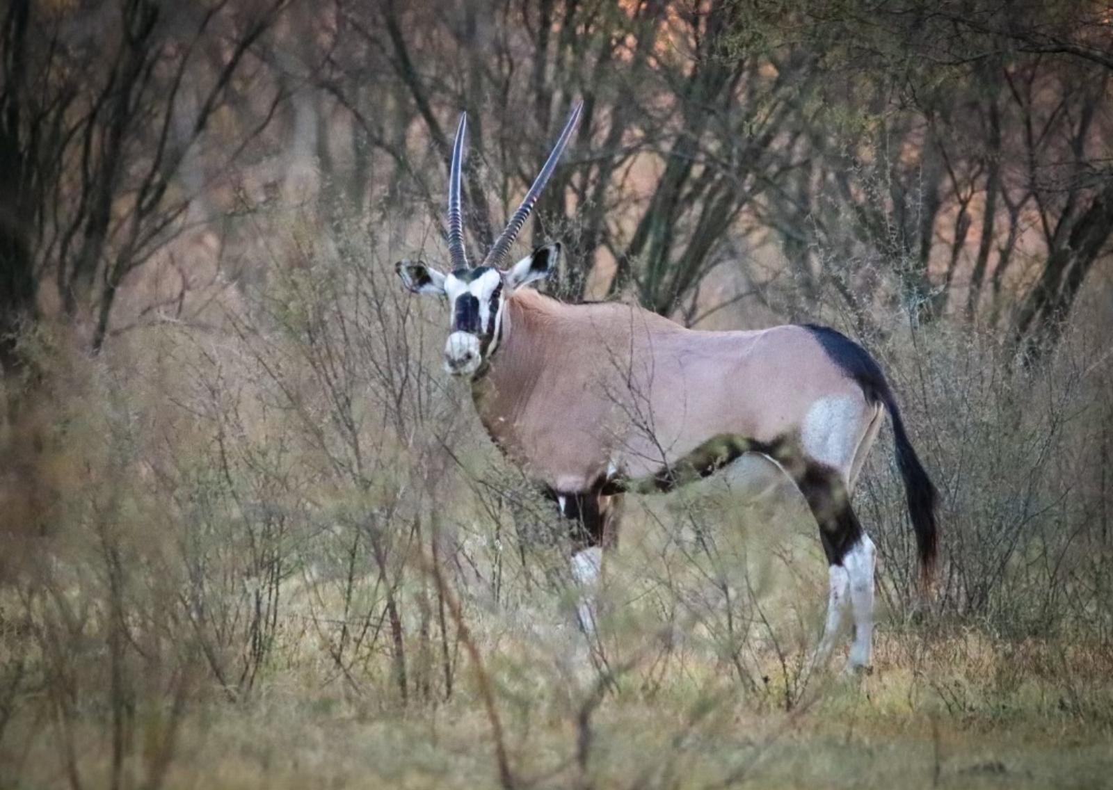 exotic wildlife in a forest