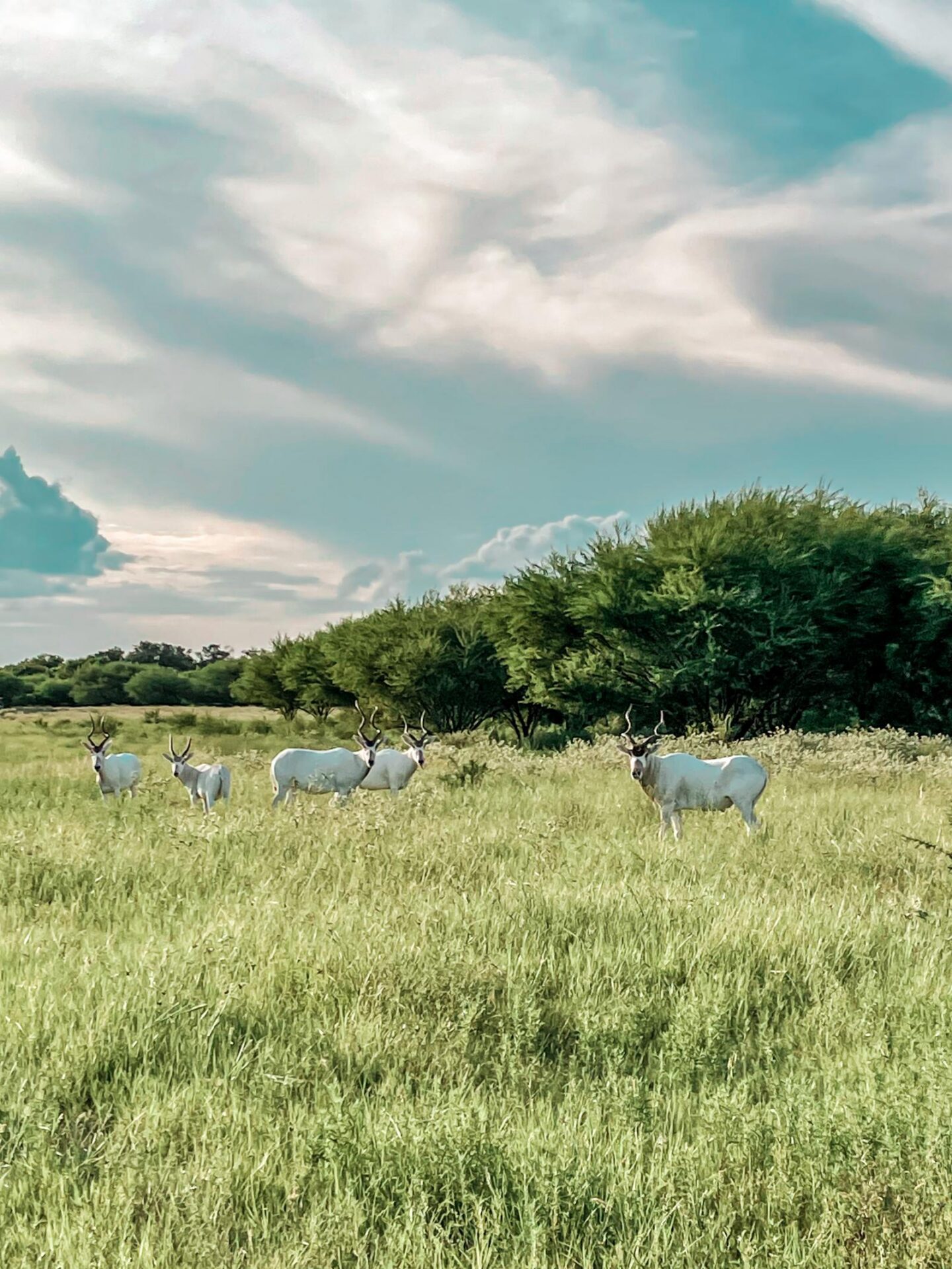 group of wildlife posing in a grassy field