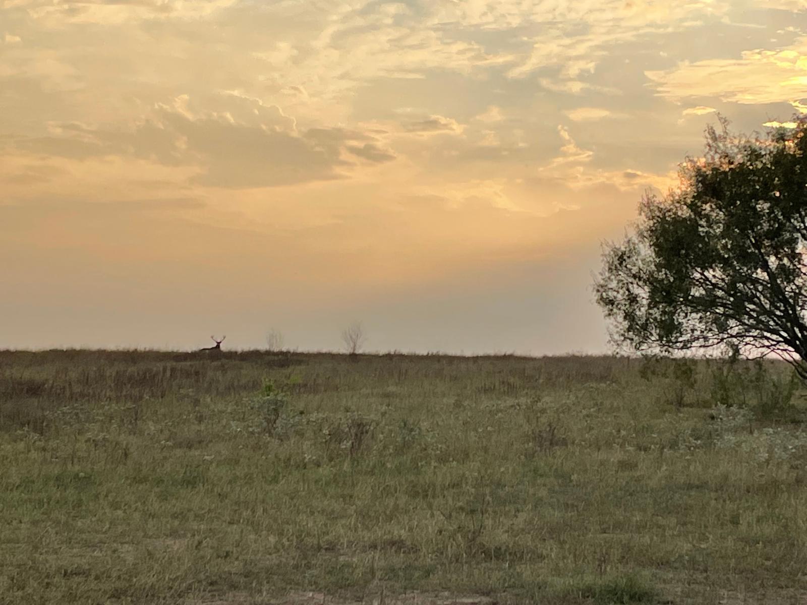 silhouette of a buck sitting in grassy field