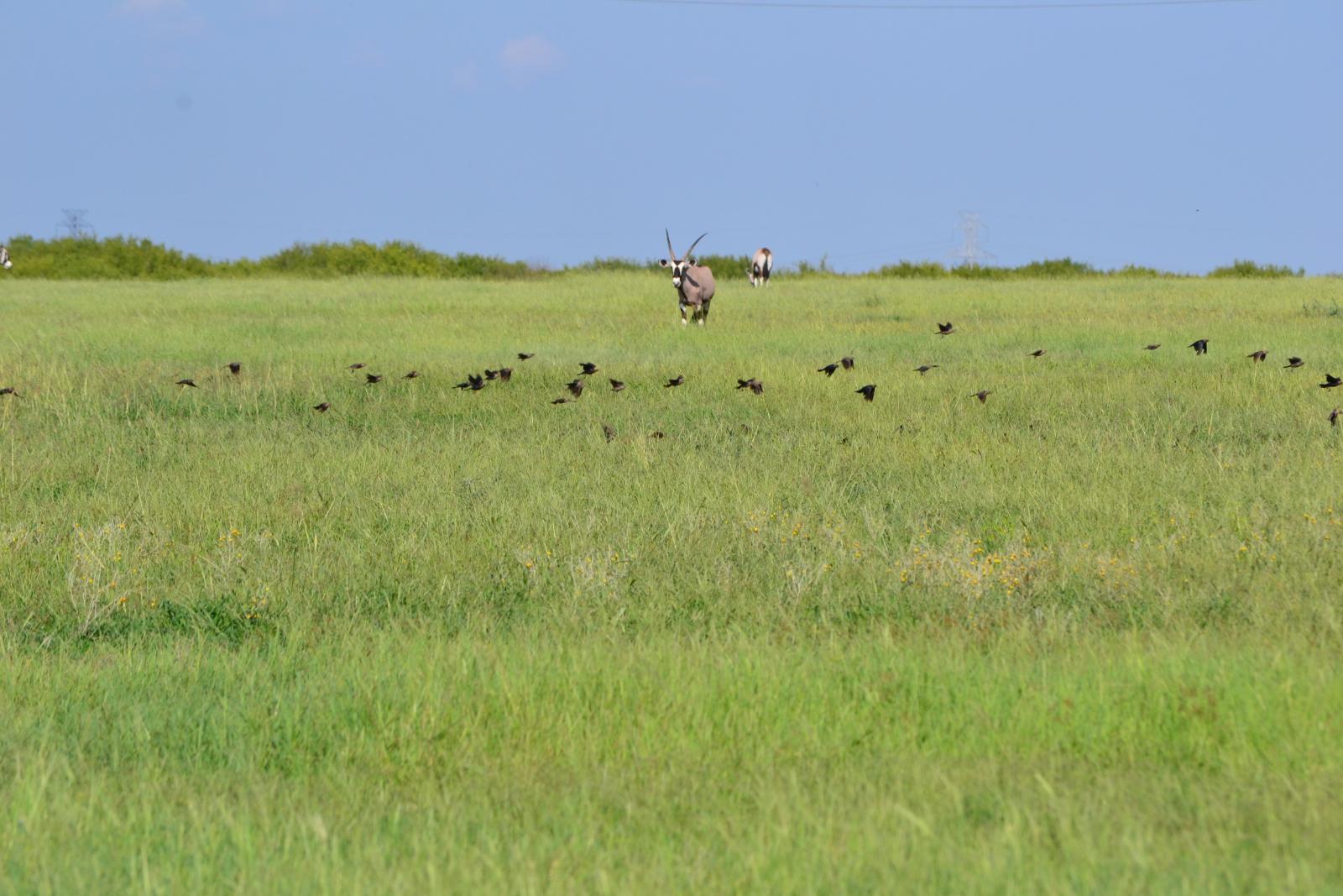 two gemsbok in a field