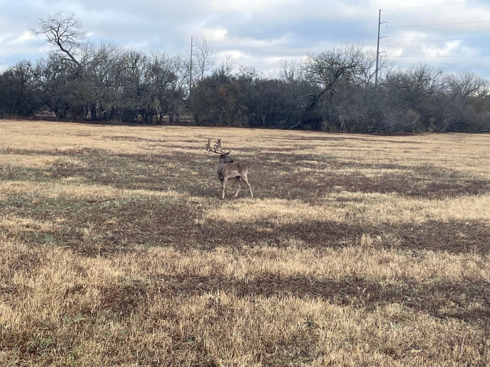 buck in a grassy field