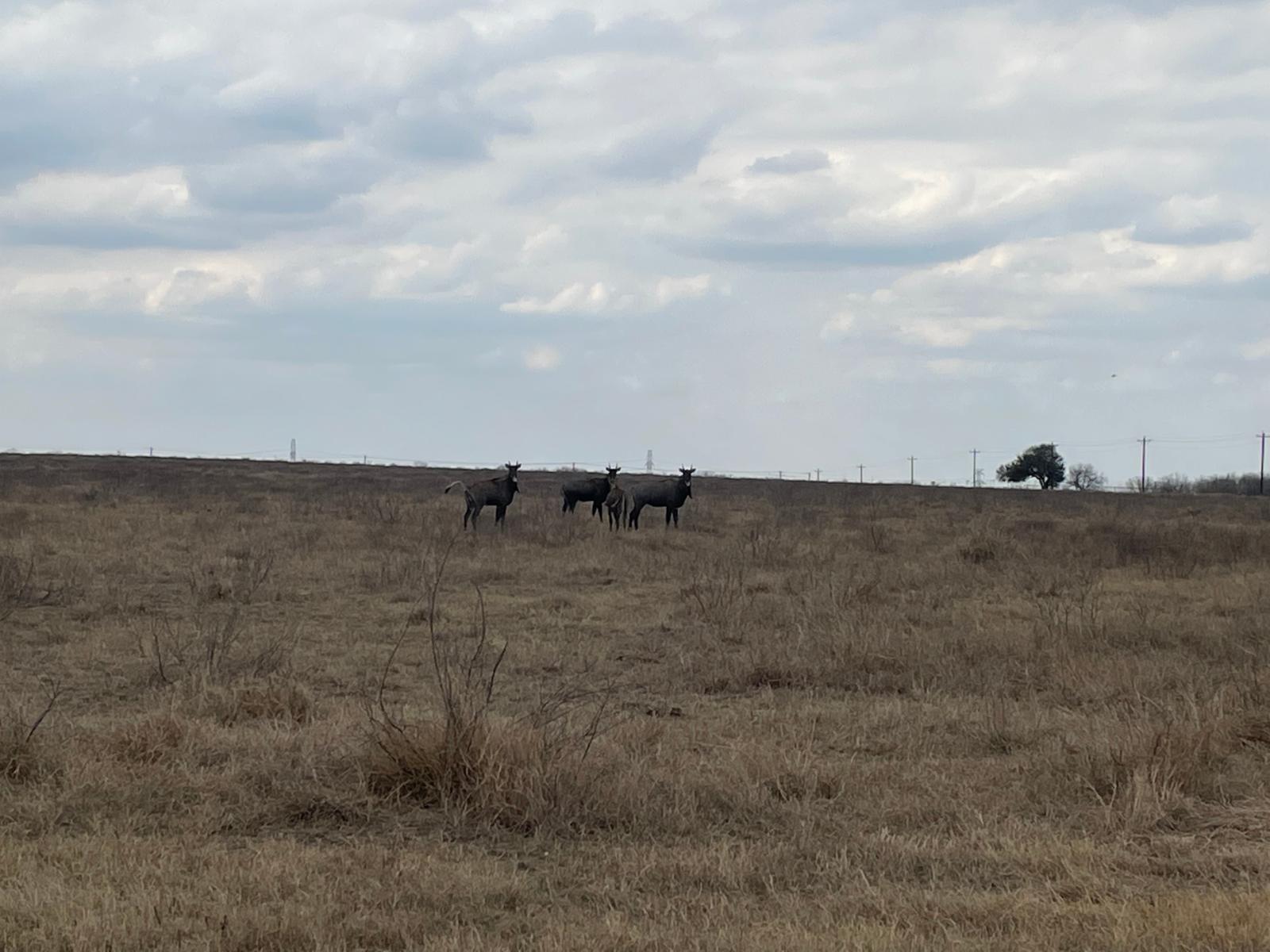 wildlife in a grassy field