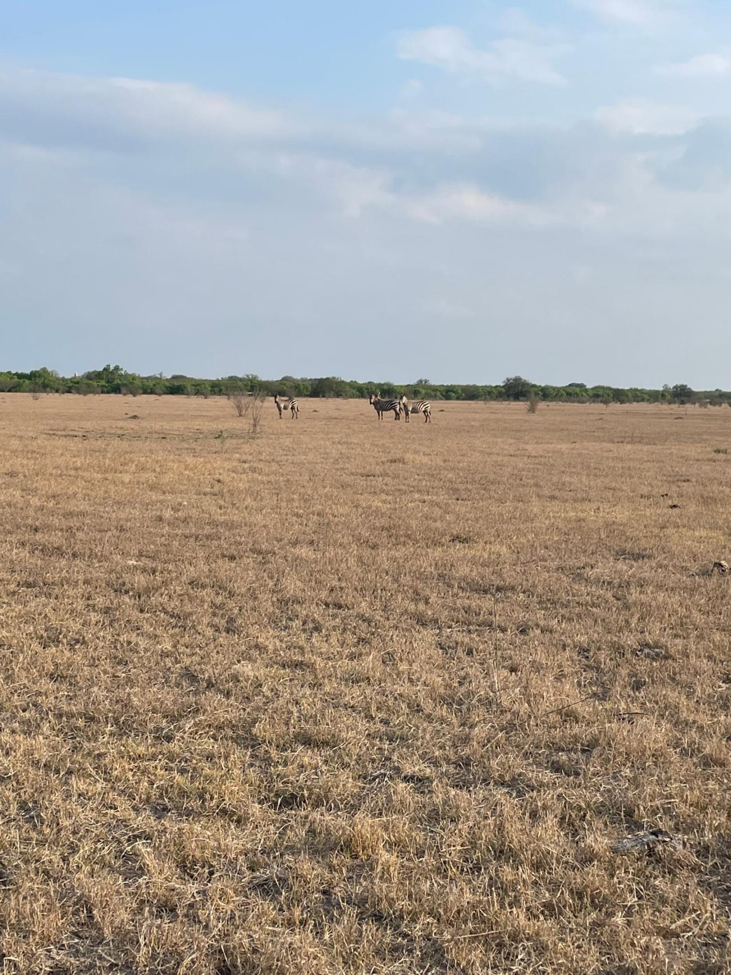 zebras in a grassy field