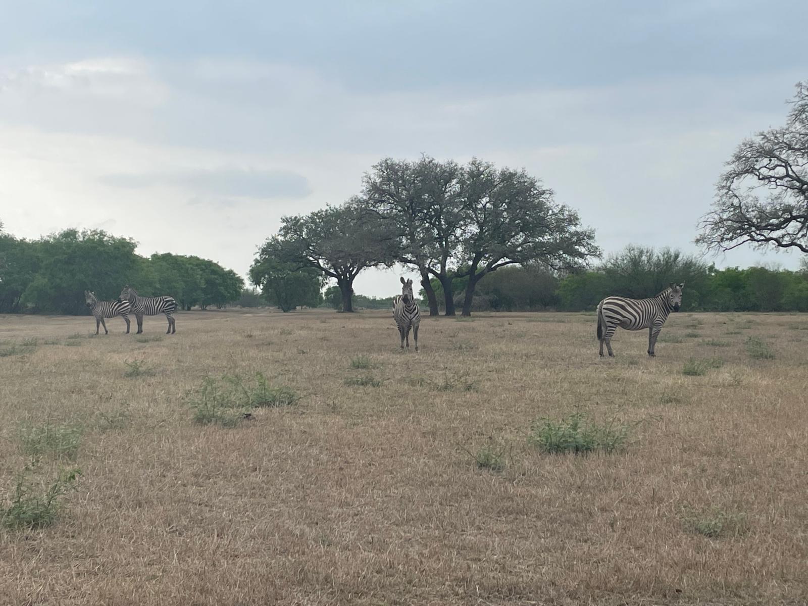 zebras in a grassy field