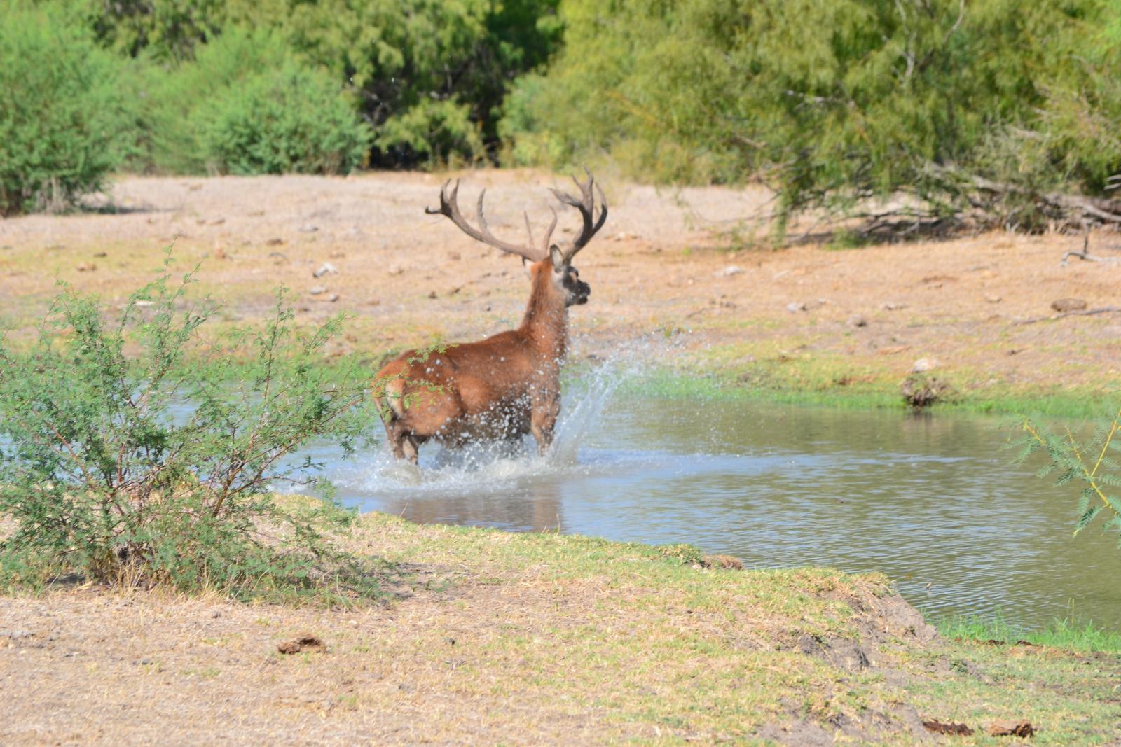 a large buck running through a shallow body of water