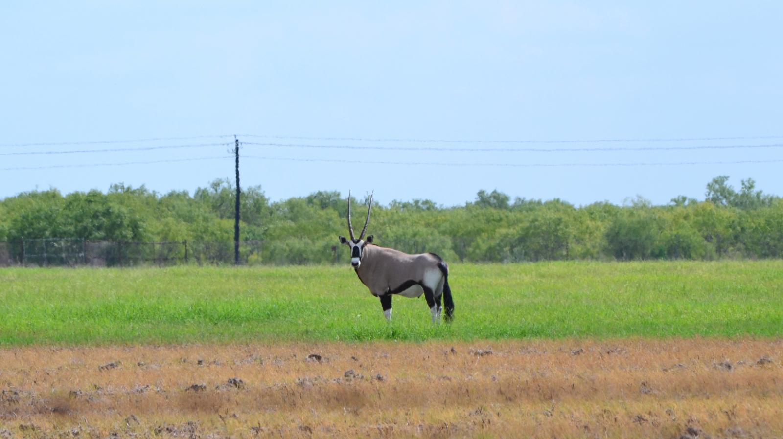 single gemsbok in a field